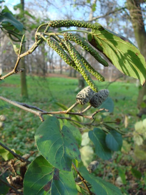 Alnus cordata fleur